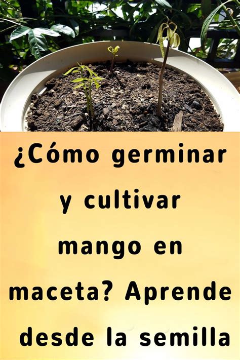 C Mo Germinar Y Cultivar Mango En Maceta Aprende Desde La Semilla