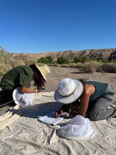 Tracking Insects In The Grand Canyon Of The Mojave Desert”