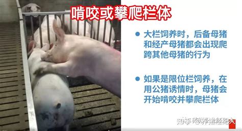 了解母猪的发情迹象及查情要点 知乎