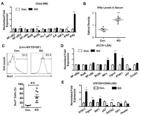 A20 deficiency leads to exaggerated IFNγ expression and signaling in ... 
