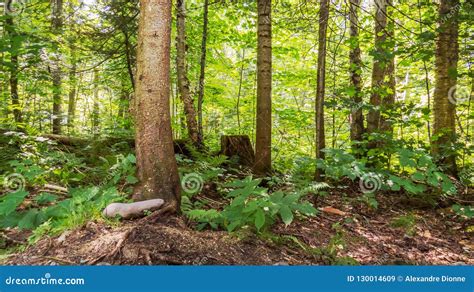 Dia Ensolarado Do Interior De Uma Floresta Temperada Imagem De Stock