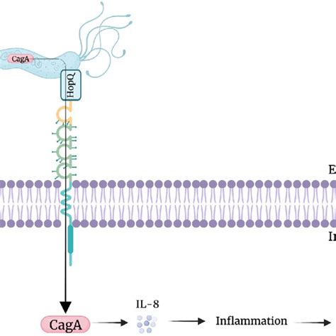 CEACAM HopQ Interaction HopQ The Surface Exposed Adhesin Of H