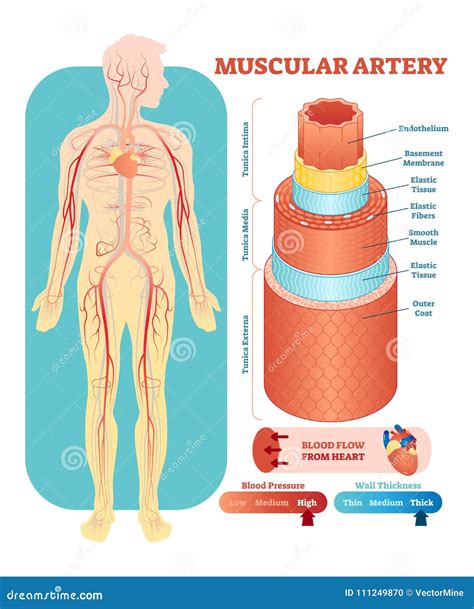 Mi Niowej Arterii Anatomiczny Wektorowy Ilustracyjny Przekr J