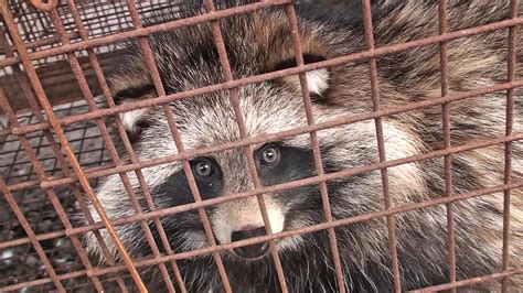 raccoon dog  raccoon whats  difference   raccoon