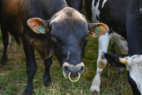 Cow with Nose Ring · Free Stock Photo