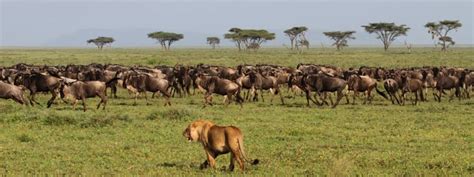 5 Days Serengeti Migration Safari - Safarimet Travels Ltd