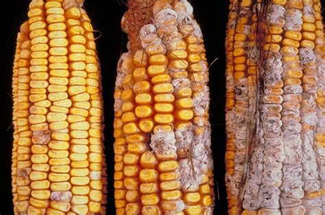 Fact Sheet Maize Fusarium Kernel Rot