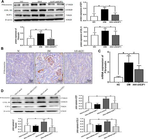 Frontiers Metformin Improves The Senescence Of Renal Tubular