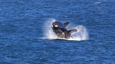 The Ultimate Guide To Whale Watching Tours Adventours