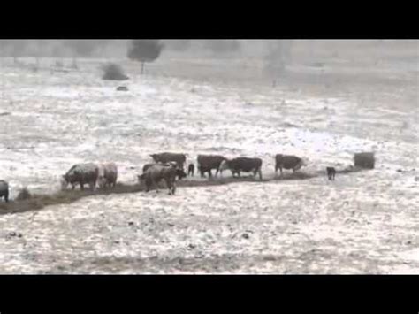 Hereford Pairs Cows And Yearling Heifers YouTube