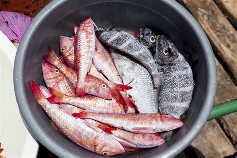 Captura De Peixes Peixes De Mar Frescos No Cais Foto De Stock Imagem