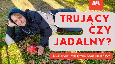 Muchomor czerwony jadalny czy trujący Rzetelna analiza składu