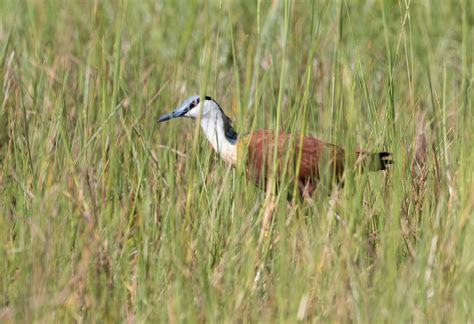 African Jacana Bird Laura Erickson S For The Birds