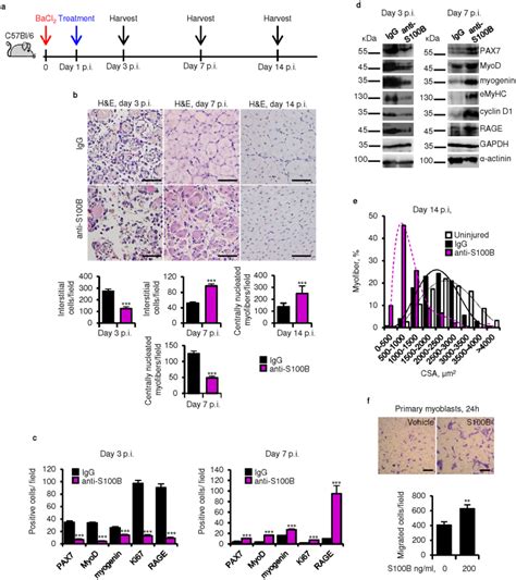 levels  sb protein drive  reparative process  acute muscle