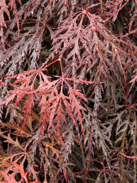 Crimson Queen Japanese Maple J Frank Schmidt Son Co