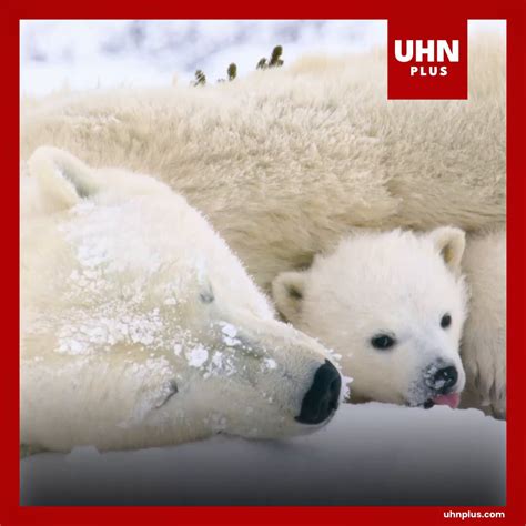 El Día Internacional del Oso Polar se celebra cada 27 de febrero