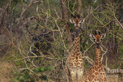 South African Giraffes Photograph By Art Wolfe Fine Art America