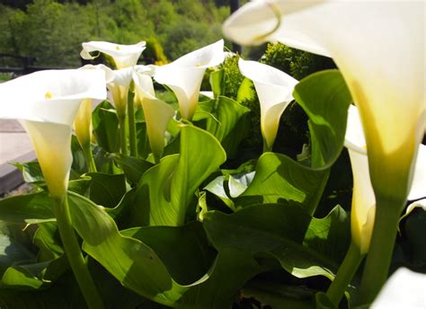 Arum Lily Zantedeschia Aethiopica Growing And Care Guide For Gardeners