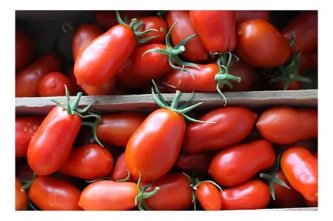 Tomate San Marzano Tipo Italiano 6 000 Semillas MercadoLibre