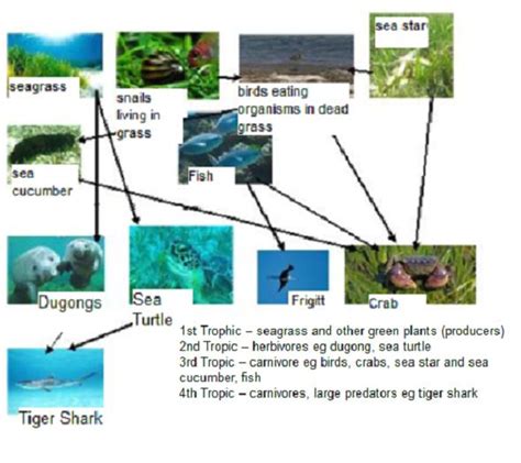 coral reef trophic levels  kenneth magee blog