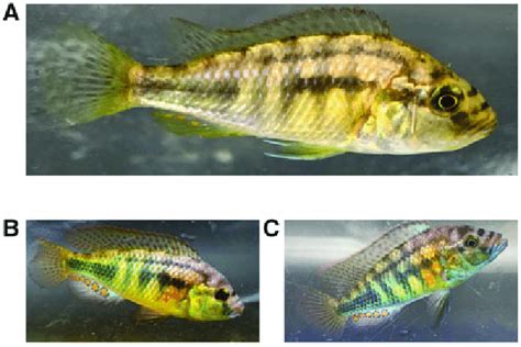 Overview Of The Phenotypic Plasticity Seen In Astatotilapia Burtoni