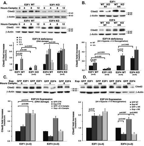E2F1 deficiency leads to inhibition and E2F1 expression leads to ... 
