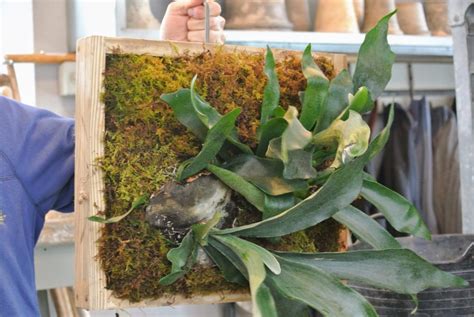 Mounting Staghorn Ferns The Martha Stewart Blog