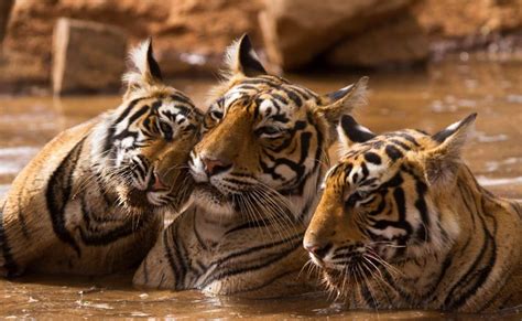 Golden Triangle Tour With Tigers Safari In India 10N 11 Days Package