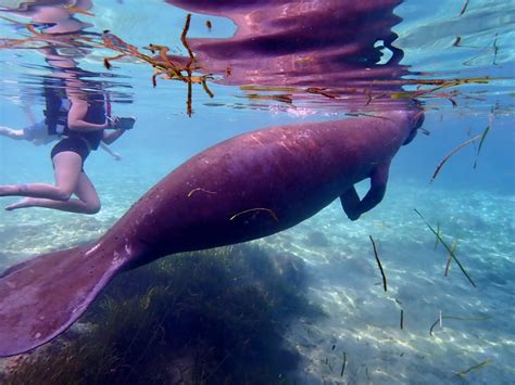 Swim with Manatees - From $69 Per Person - Florida Tours and Activities | Florida Rick