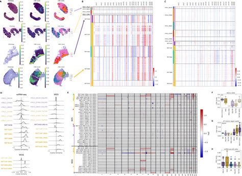 Molecular Cartography Uncovers Evolutionary And Microenvironmental