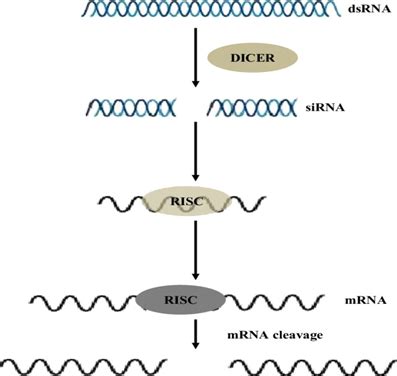 RNA Interference And Clinical Applications - GENÇOMÜ