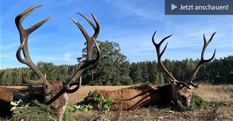 Videotagebuch Hirschbrunft Polen Folge