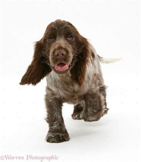 Dog Chocolate Cocker Spaniel Pup Photo Wp17551