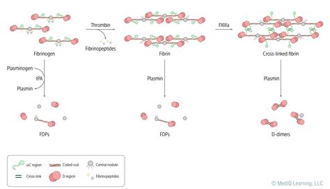 Diagrams – Page 8 – Bioillustrations