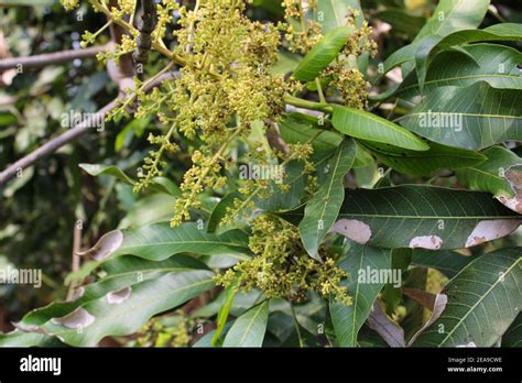 Closeup shot of flowers on a mango tree Stock Photo - Alamy