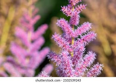 2,675 Goats beard flower Images, Stock Photos & Vectors | Shutterstock