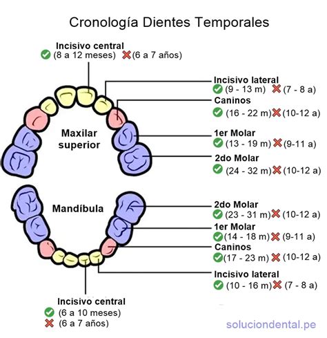 Erupción dental cronología Dientes temporales y Permanentes