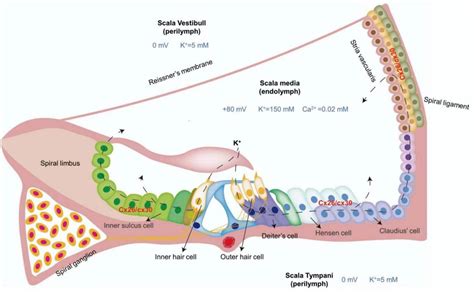 Frontiers Research Progress In Delineating The Pathological