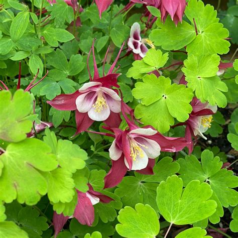 Aquilegia X Hybrida Pas Midwest Groundcovers Llc