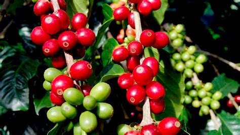 Procesos de Calidad para la Certificación de fincas Cafeteras TvAgro