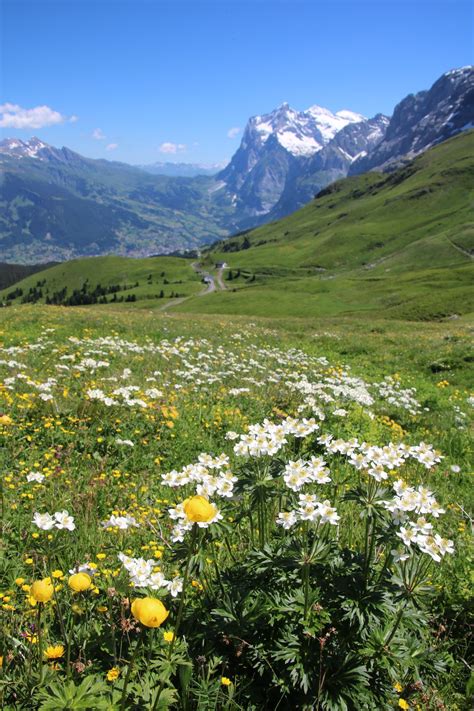 Mountain Meadow Smithsonian Photo Contest Smithsonian Magazine