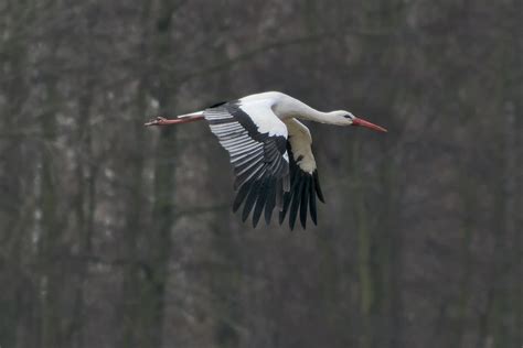 Vliegende Ooievaar In De Uithof It Is Spring A Running An Flickr