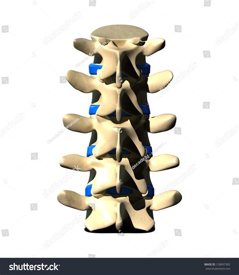 Lumbar Spine Posterior Back View Stock Illustration 128697383 ...