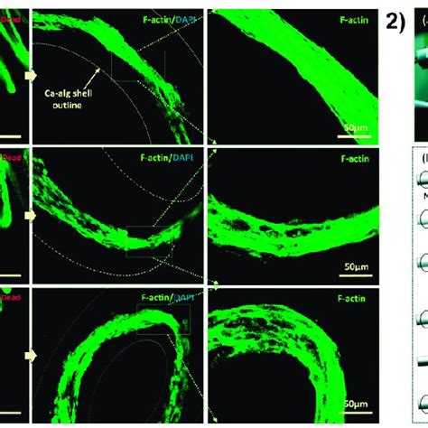 3d Vsm From 196 With Permission 1 Self Organization Of Cells In