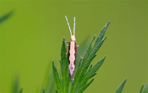 Sex Battle In The Sky Genetically Modified Moths To Take Flight In New York Scientific American