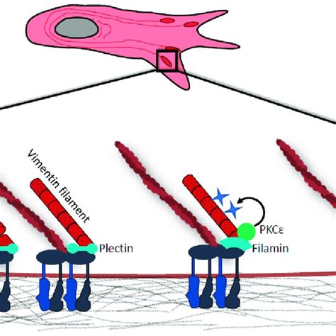 Vimentin In Focal Adhesions Vimentin Intermediate Filaments If