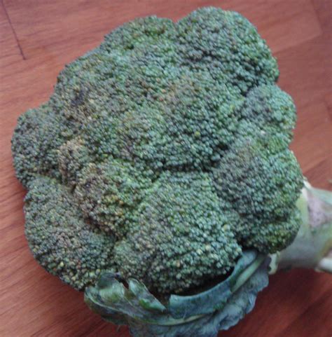 Brokkoli, leckeres Feingemüse