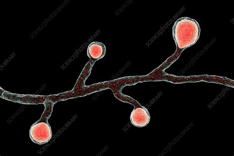 Blastomyces Fungus Illustration Stock Image F020 3039 Science