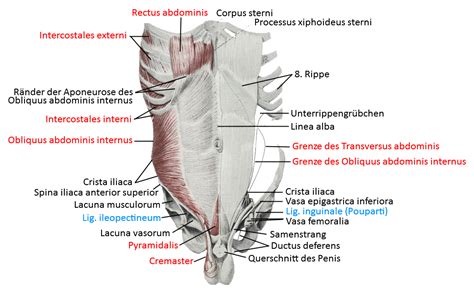 Muskeln Rumpf Bauch Und Brustraum Yogabuch