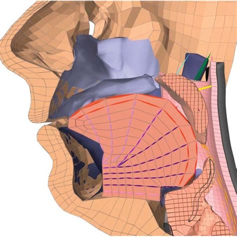 The salpingopharyngeus muscle is identified by the arrow. | Download ...